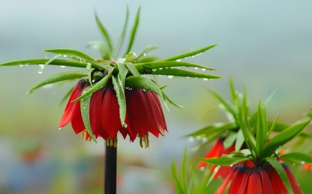 Ağlayan Gelin çiçeğini koparmanın bedeli 577 bin TL